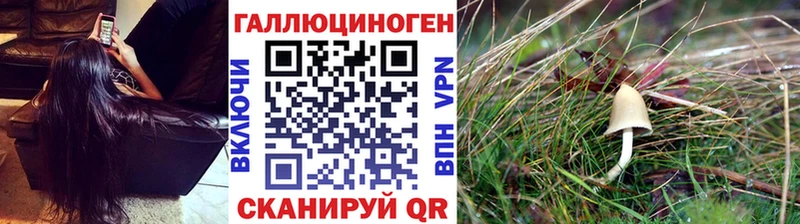Галлюциногенные грибы Psilocybe  Купить закладки  Светлоград 